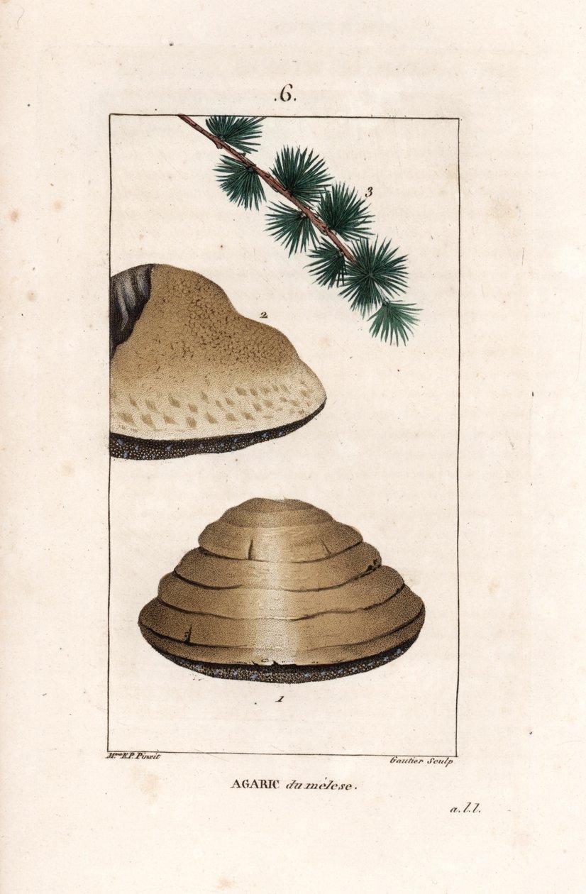Agaric du meleze - Gravura de Gautier de um desenho de Ernestine Panckoucke (1784-1860), extraído de La flore medicale, de Chaumeton, Poiret et Chamberet, Paris 1830 - Cogumelo branco da noite, Tricholoma album, e ramo do seu hospedeiro lariço - Gravura de Unbekannter Künstler