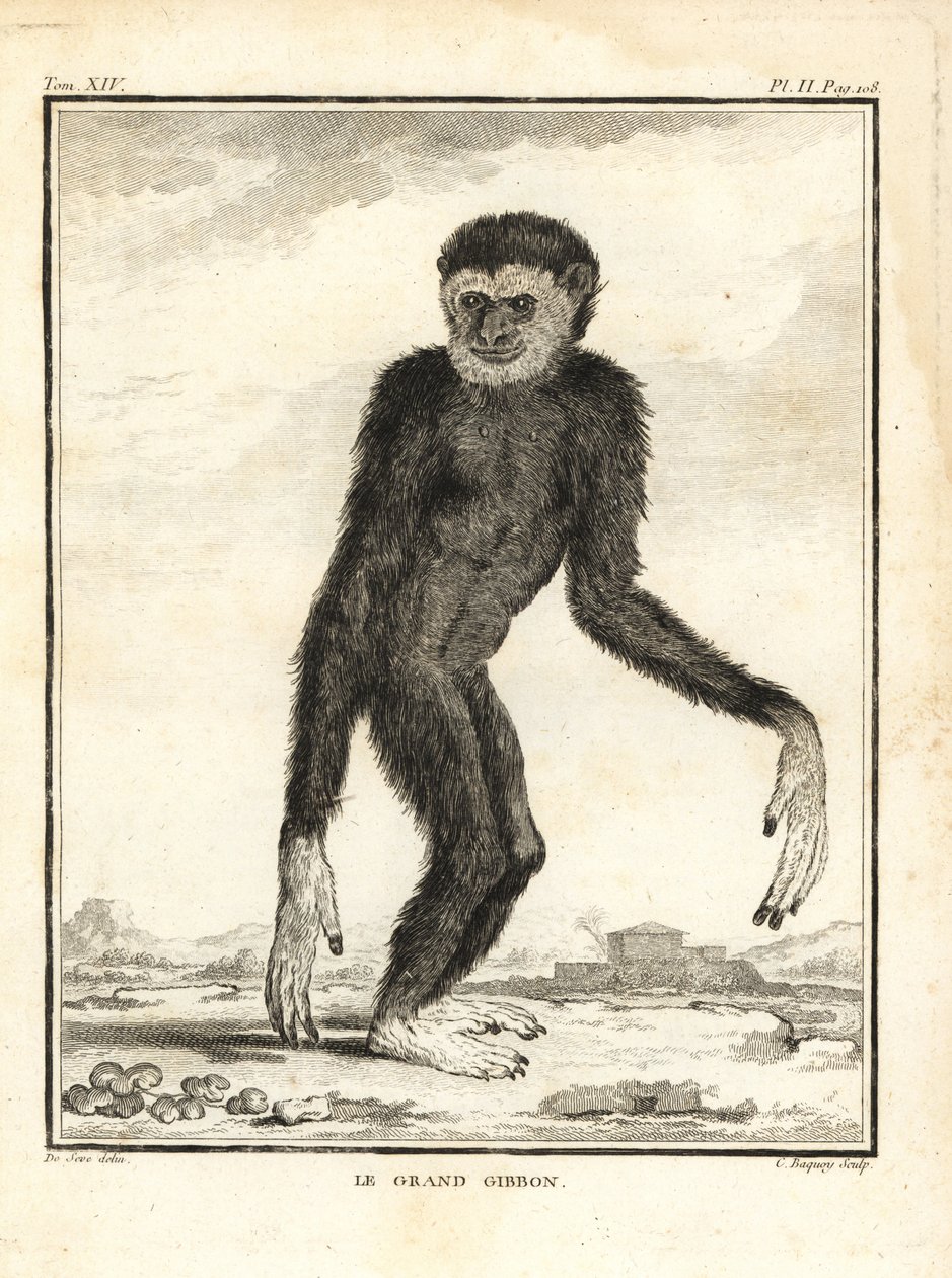 Gibão ágil, Hylobates agilis. Engolido. O gibão grande. Gravura em talhe-doce de C. Baquoy, segundo uma ilustração de Jacques de Seve da Histoire Naturelle de Georges-Louis Leclerc, Comte de Buffon, Imprimerie Royale, Paris de Unbekannter Künstler