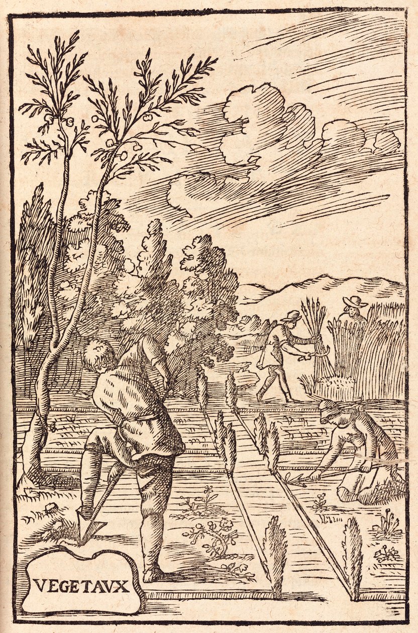 Agricultura: fermiers et ouvriers agricoles creusent, binent et recoltent - Agricultores & Trabalhadores agrícolas Escavação, enxada e colheita de Unbekannt
