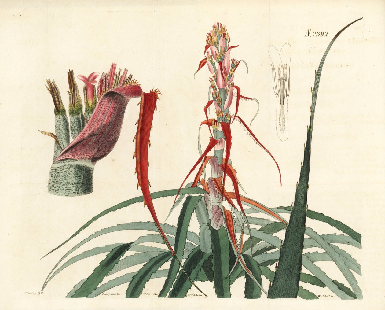 Aguava, Bromelia alsodes (Ananás de folha estreita, Bromelia sylvestris). Gravura em chapa de cobre colorida à mão por Weddell a partir de uma ilustração botânica de John Curtis da William Curtis