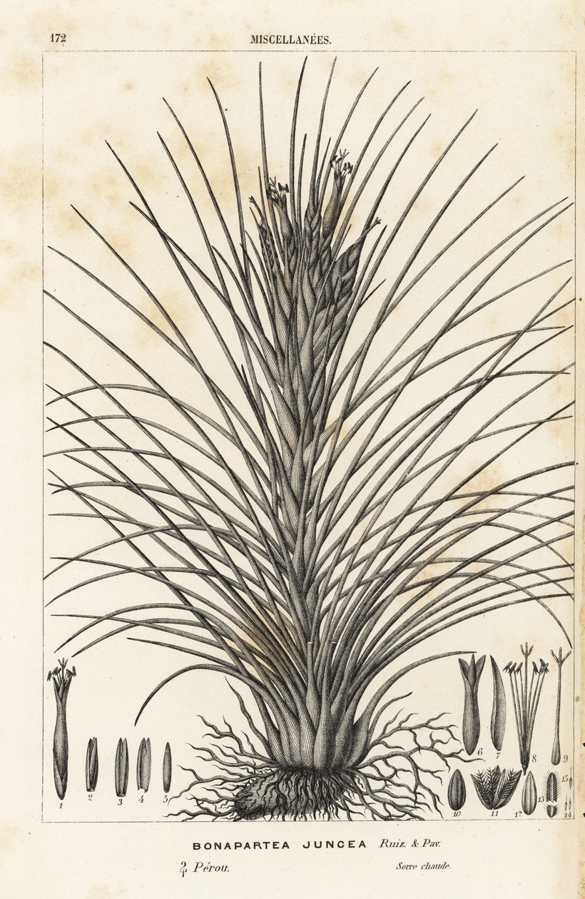 Planta de ar, Tillandsia juncea (Bonapartea juncea). Litografia colorida à mão da obra de Louis van Houtte e Charles Lemaire, Flowers of the Gardens and Hothouses of Europe, Flore des Serres et des Jardins de l
