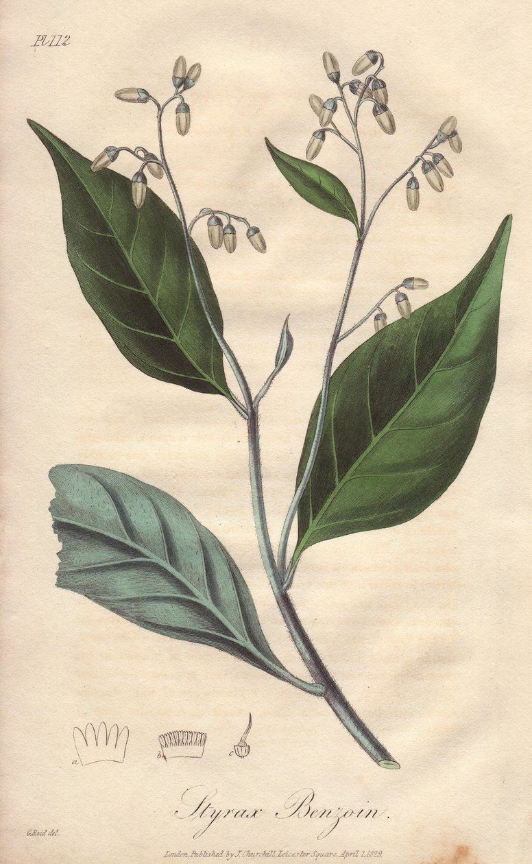Alibouffier ou styrax (Styrax benzoin) - Água forte de William Clarke para ilustrar a obra "Medical Botanical, Description of the Medicinal Plants of London, Edinburgh, and Dublin" de John Stephenson e James Morss Churchill, publicada em Londres por John C de Unbekannter Künstler