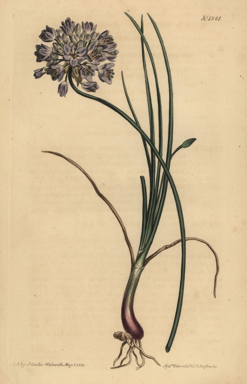 Allium stellerianum (alho com folhas de Jonquil de Unbekannt