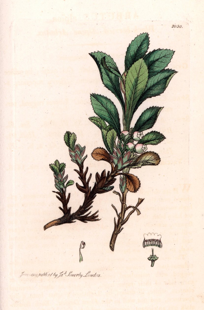 Busserole alpina ou uva-de-urso alpina (Arctostaphylos alpina) - Litografia baseada num desenho de James Sowerby para a Smith