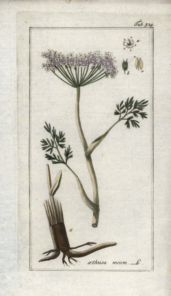 Cerefólio alpino ou funcho da montanha (Meum athamantium). Litografia de "Afbeelding der Artseny-Gewassen" de Johannes Zorn (1739-1799), Países Baixos de Unbekannter Künstler
