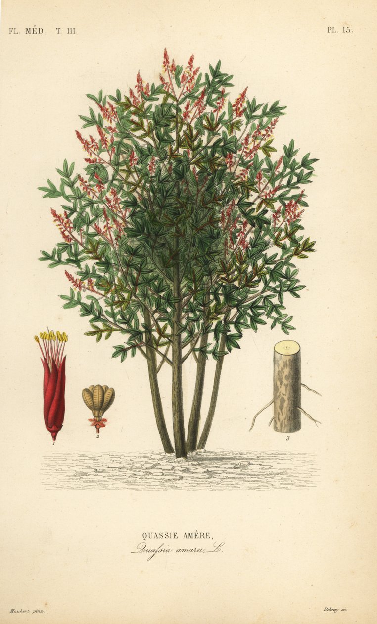 Amargo, bitter-ash, bitter-wood ou hombre grande, Quassia amara, Quassie amere de Unbekannt