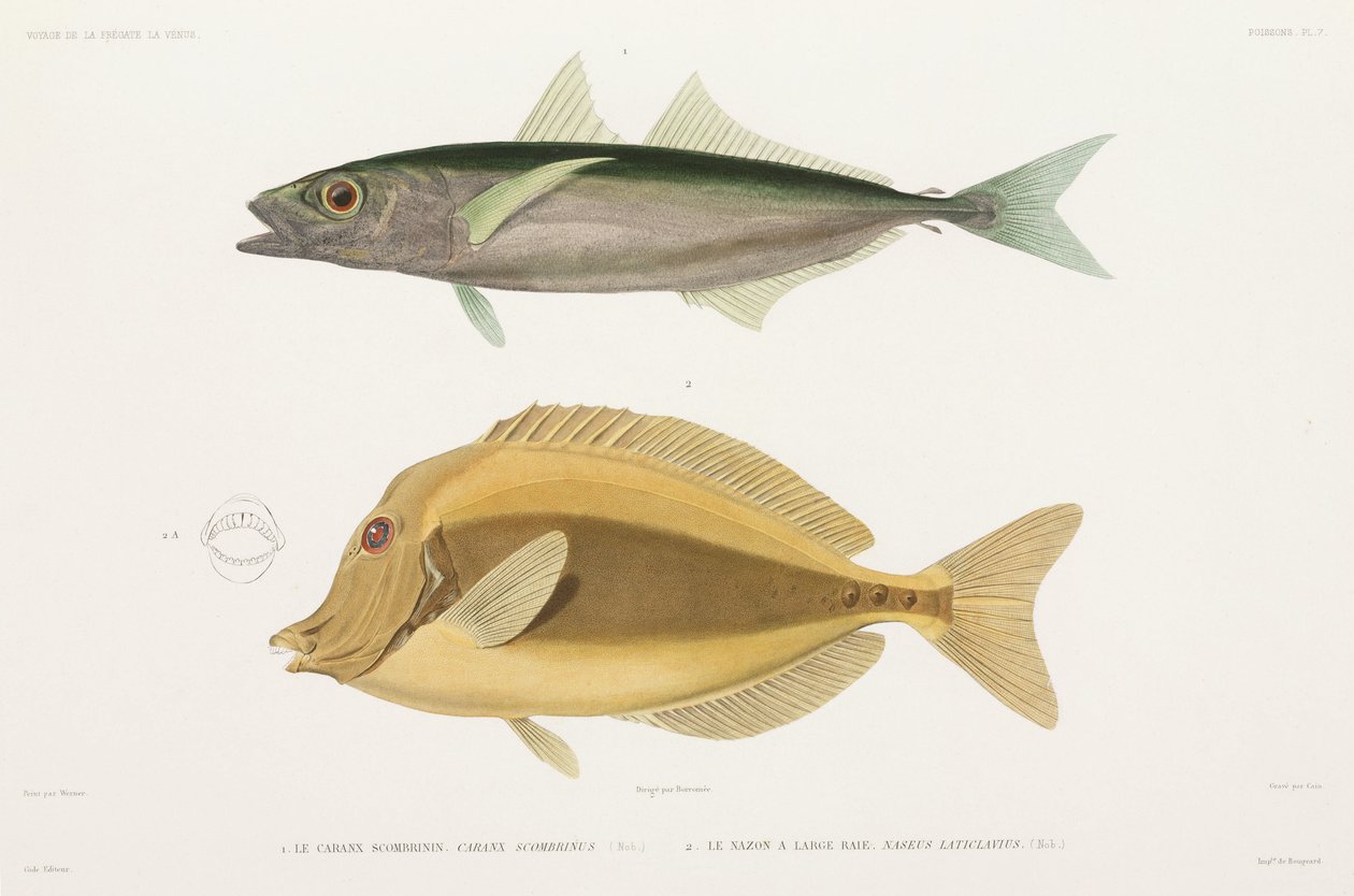 Amberstripe scad e Razor cirurgionfish de Unbekannter Künstler