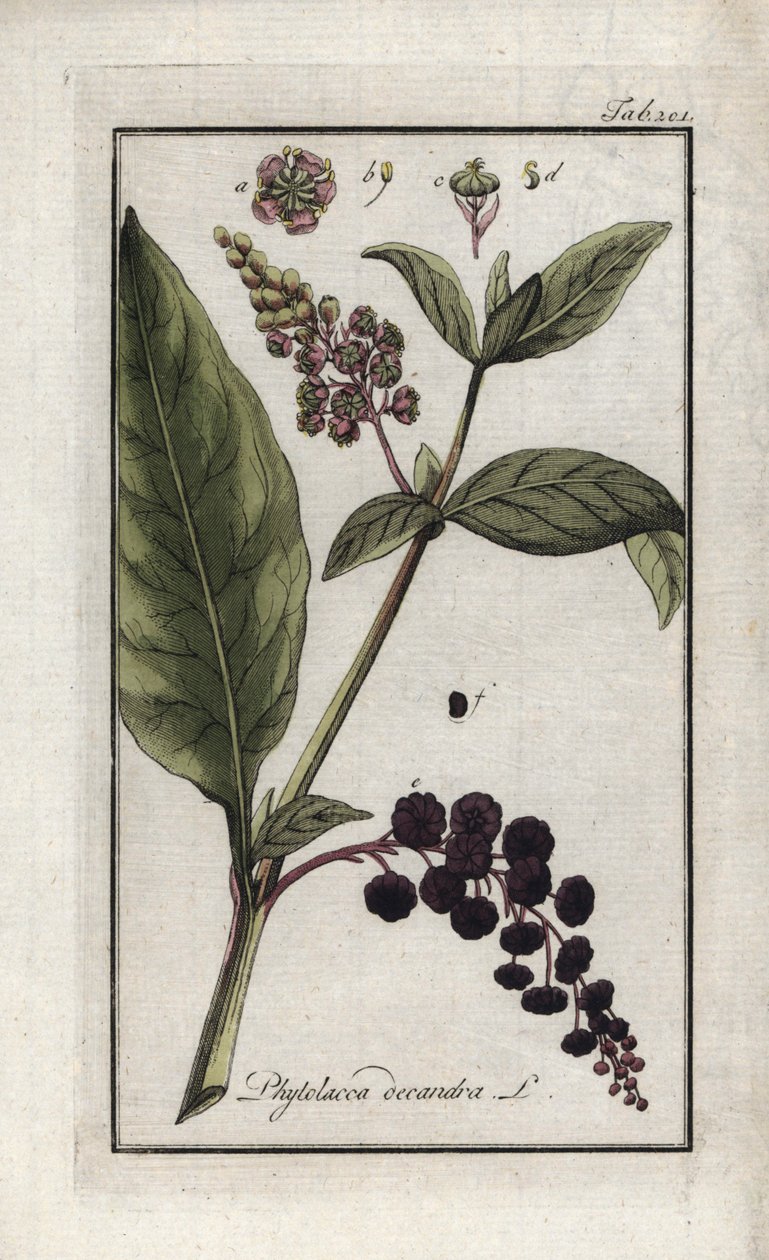 Uva americana ou espinheira de Caiena ou da Índia (Phytolacca decandra). Litografia de "Afbeelding der Artseny-Gewassen" de Johannes Zorn (1739-1799), Países Baixos de Unbekannter Künstler