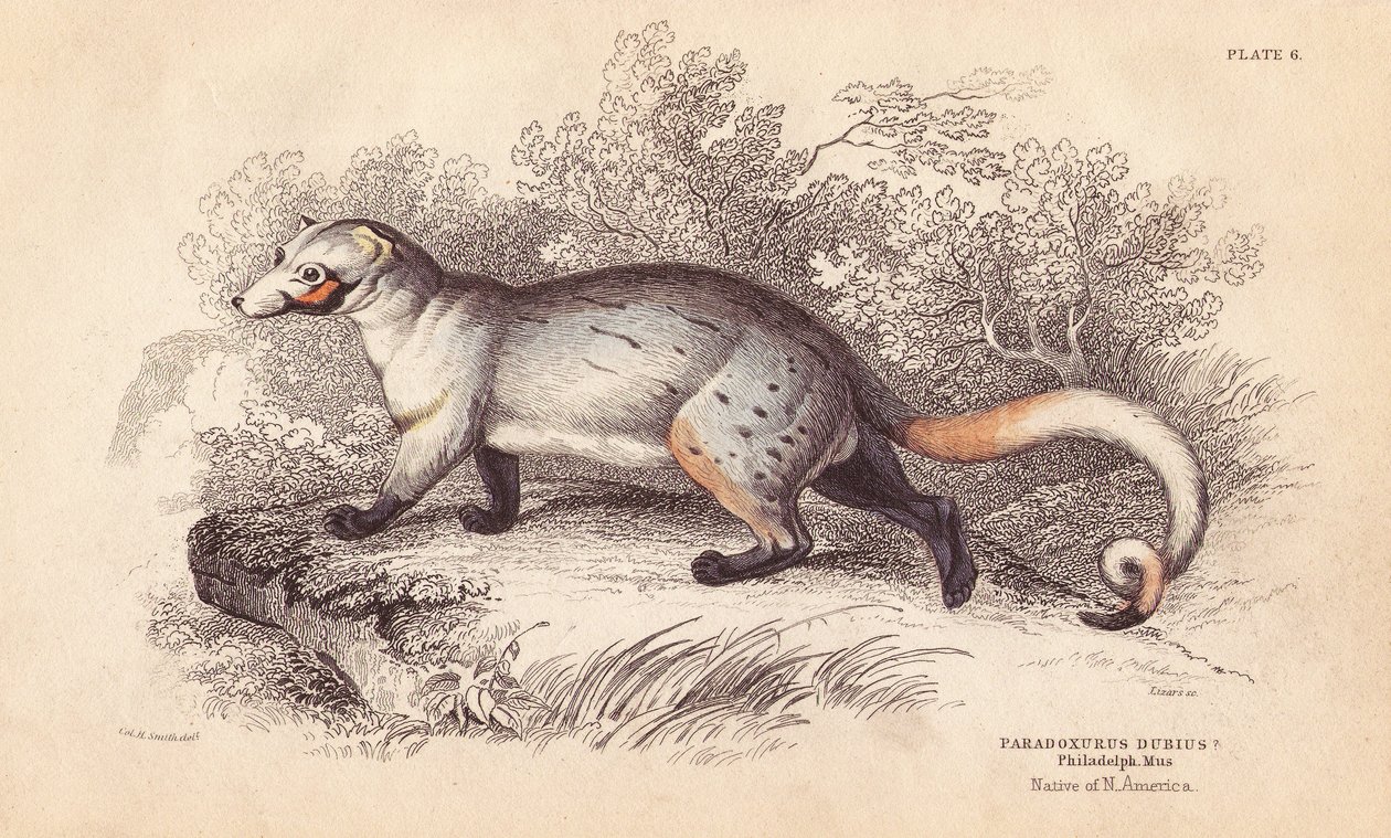 Paradoxo americano, Paradoxurus dubius. De um espécime do Museu de Filadélfia. Gravura em metal aço colorida à mão por Lizars a partir de uma ilustração de Charles Hamilton Smith da Naturalist