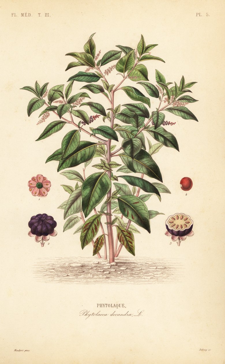 Pokeweed americano, Phytolacca americana, Phytolacca decandra, Phytolaque de Unbekannt