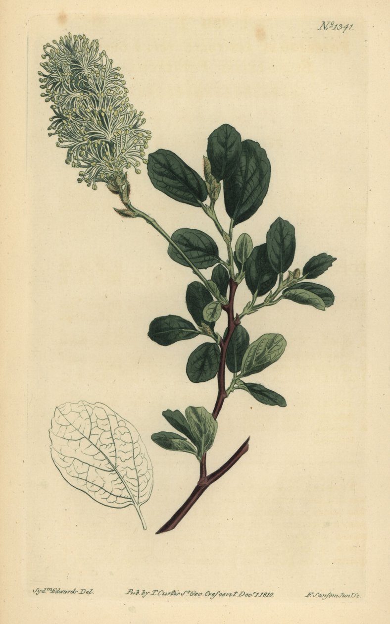 American wych hazel, Fothergilla gardenii (Fothergilla alnifolia obtusa, Fothergilla alnifolia) de Unbekannt