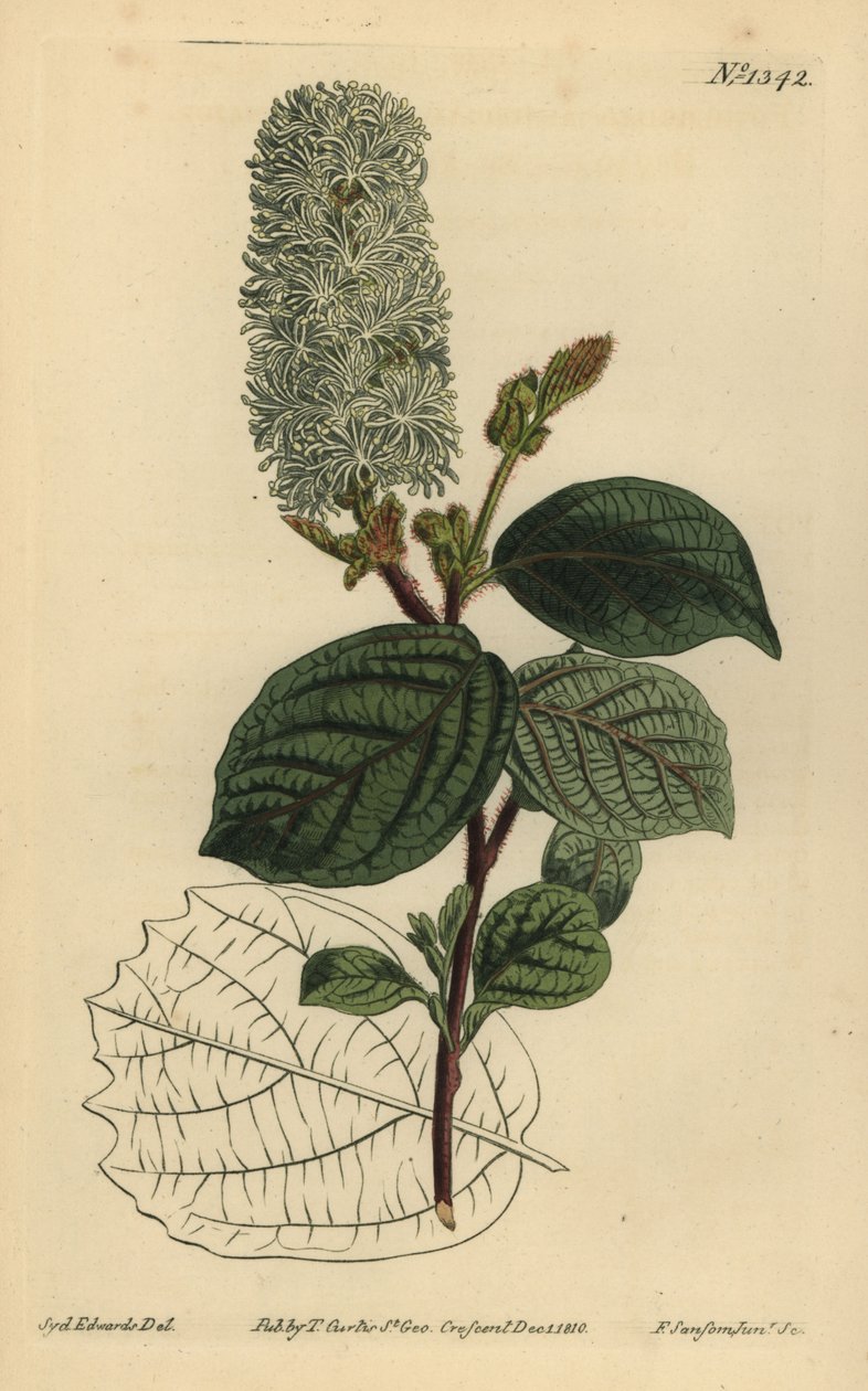 American wych hazel, Fothergilla gardenii (Fothergilla alnifolia major, Fothergilla alnifolia major) de Unbekannt