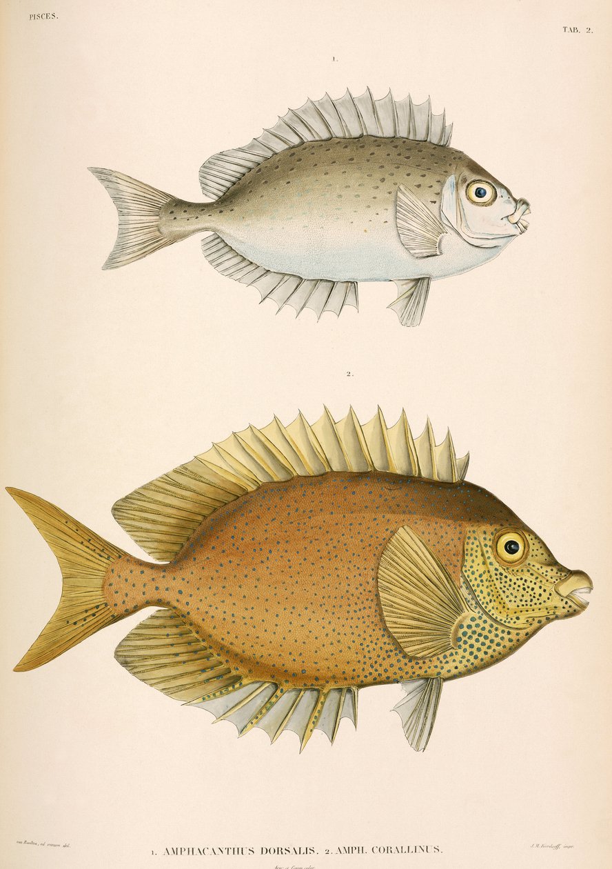 Amphacanthus dorsalis, Amphacanthus corallinus, Indonésia de Unbekannter Künstler