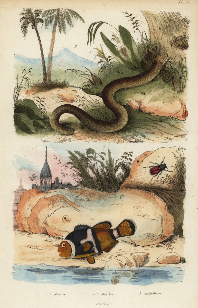 Amphicoma scullelata 1, peixe-palhaço da sela, Amphiprion polymnus 2 e lagarto branco, Amphisbaena alba 3. Amphicoma laticlavius Amphicome, Amphiprion, Amphisbene de Unbekannt