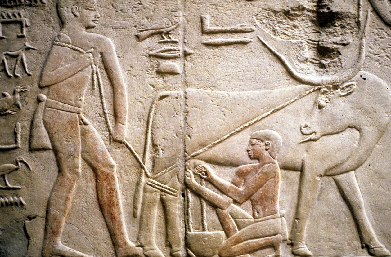 Antigo Egito: Saqqarah (ou Saqqara ou Sakkarah): necrópole do Antigo Império, túmulo de nobre. Detalhe dos relevos representando a ordenha de um búfalo. de Leopold Blonder