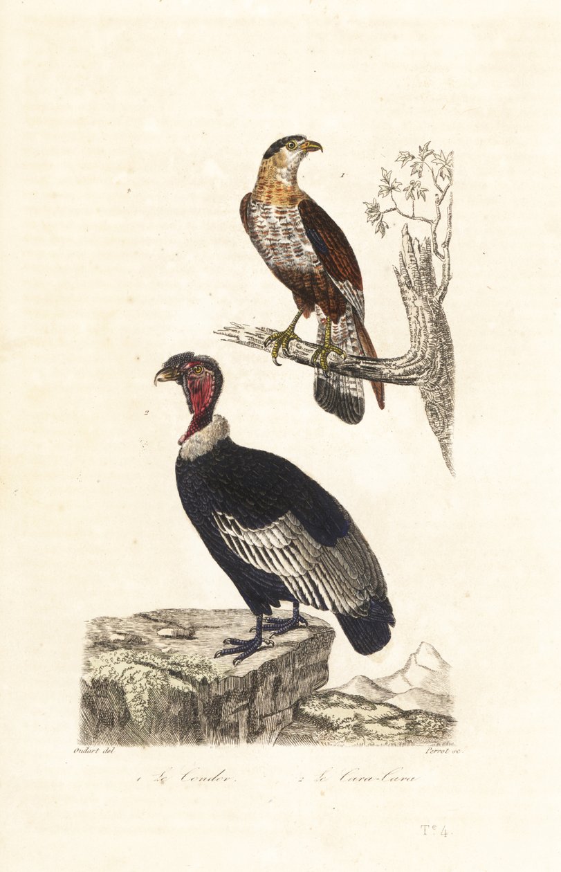 condor andino e caracará de crista do sul. de Unbekannter Künstler