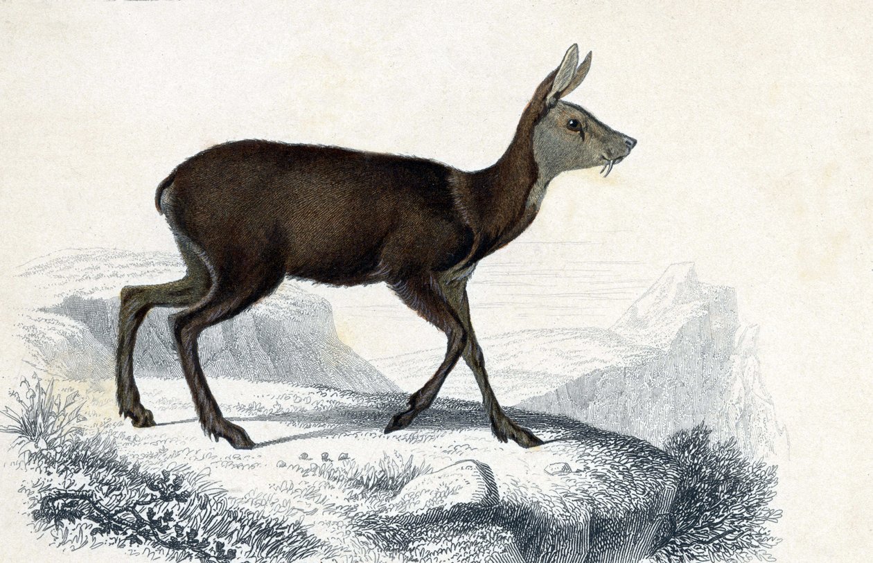 Quadro animal: Chevrotain (Moschus Pygnueus). Mammiferes quadrupedes ruminants - in "Dictionnaire universel d