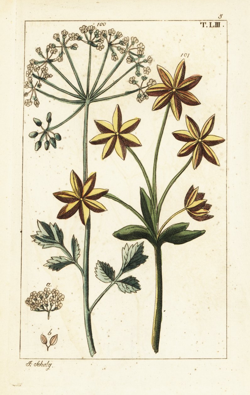 Anis ou anis, Pimpinella anisum. de Unbekannter Künstler