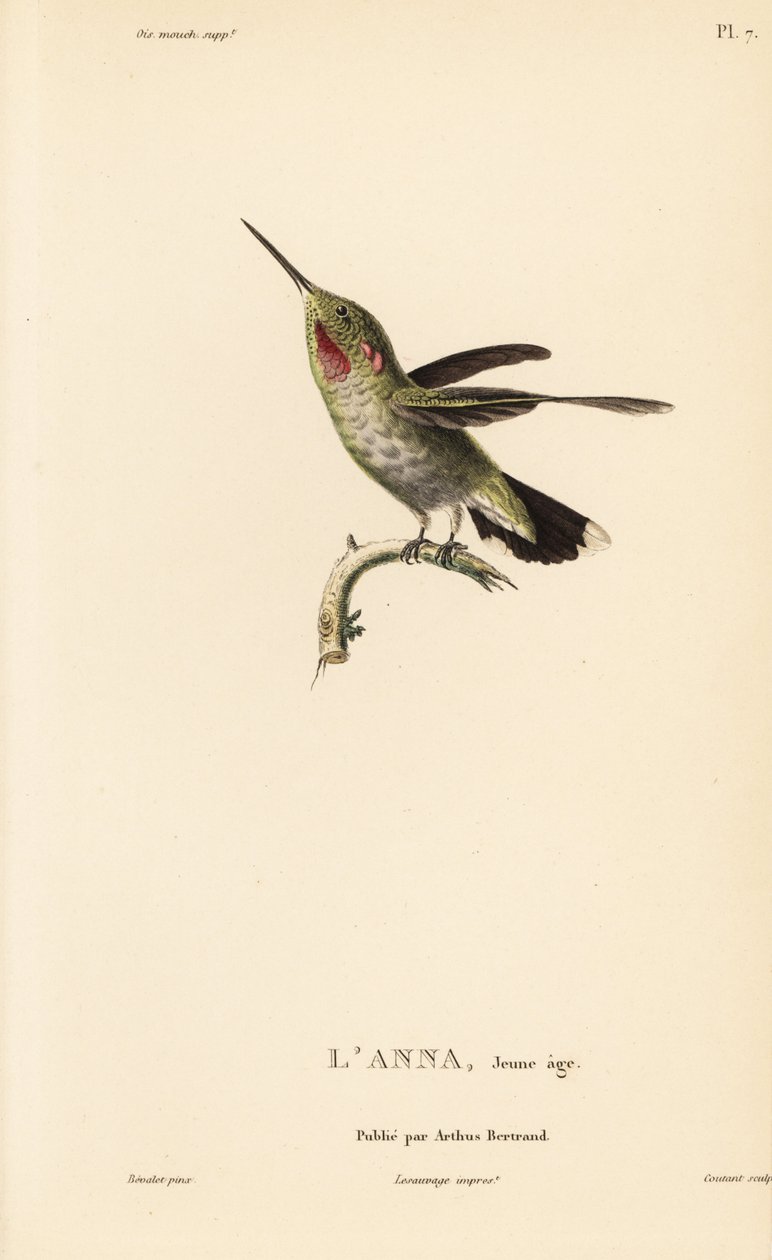 Colibri de Anna, Calypte anna (Ornismya anna), juvenil. Gravura em metal aço colorida à mão por Coutant a partir de uma ilustração de Jean-Gabriel Pretre da História Natural do Género Colibri de Colibris de René Primevere Lesson. de Unbekannter Künstler