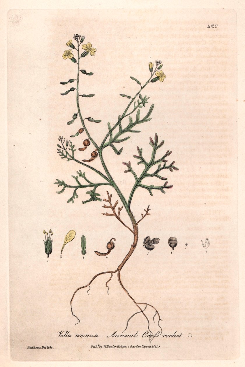 Vella anual (Vella annua) - Placa botânica de Isaac Russell, gravada por Charles Matthews, de "English Botanical Phenomenes" de William Baxter (1788-1871) de Unbekannter Künstler