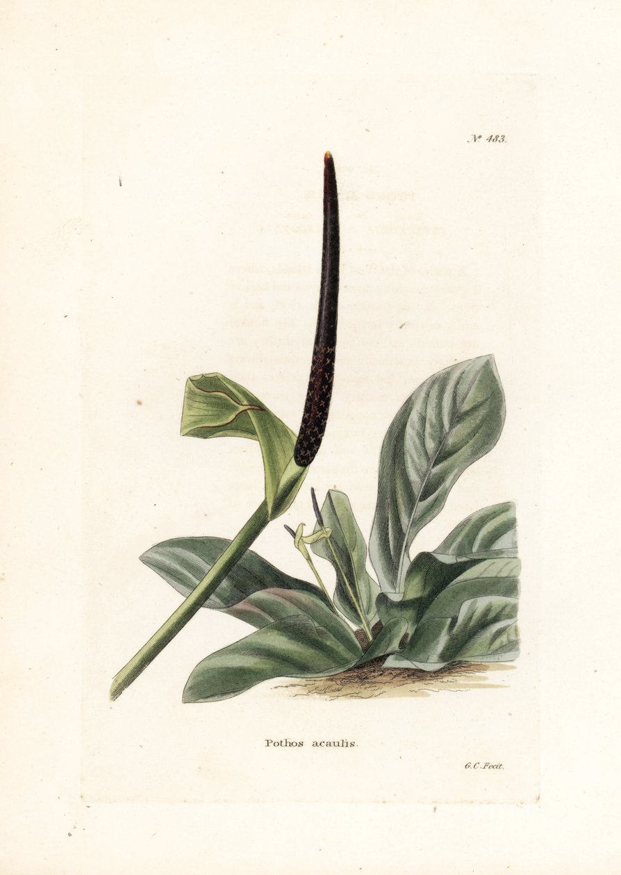 Ninho de pássaro de antúrio ou repolho de antúrio (Pothos acaulis) - Litografia de George Cooke, para a revista britânica Conrad Loddiges Botanical Cabinet (1738-1826) de Unbekannter Künstler