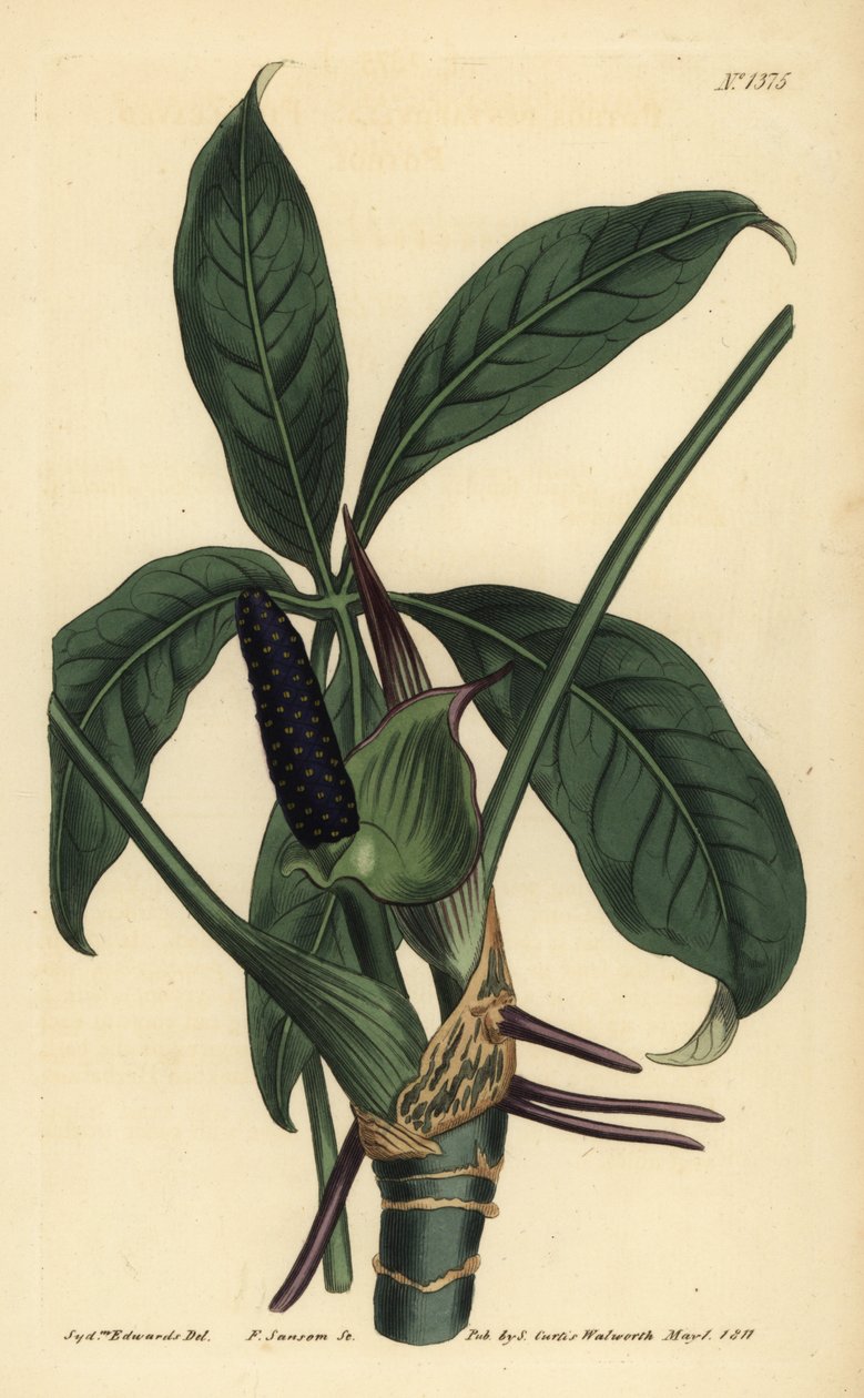 Anthurium palmatum (Pothos cinco folhas, Pothos pentaphylla) de Unbekannt