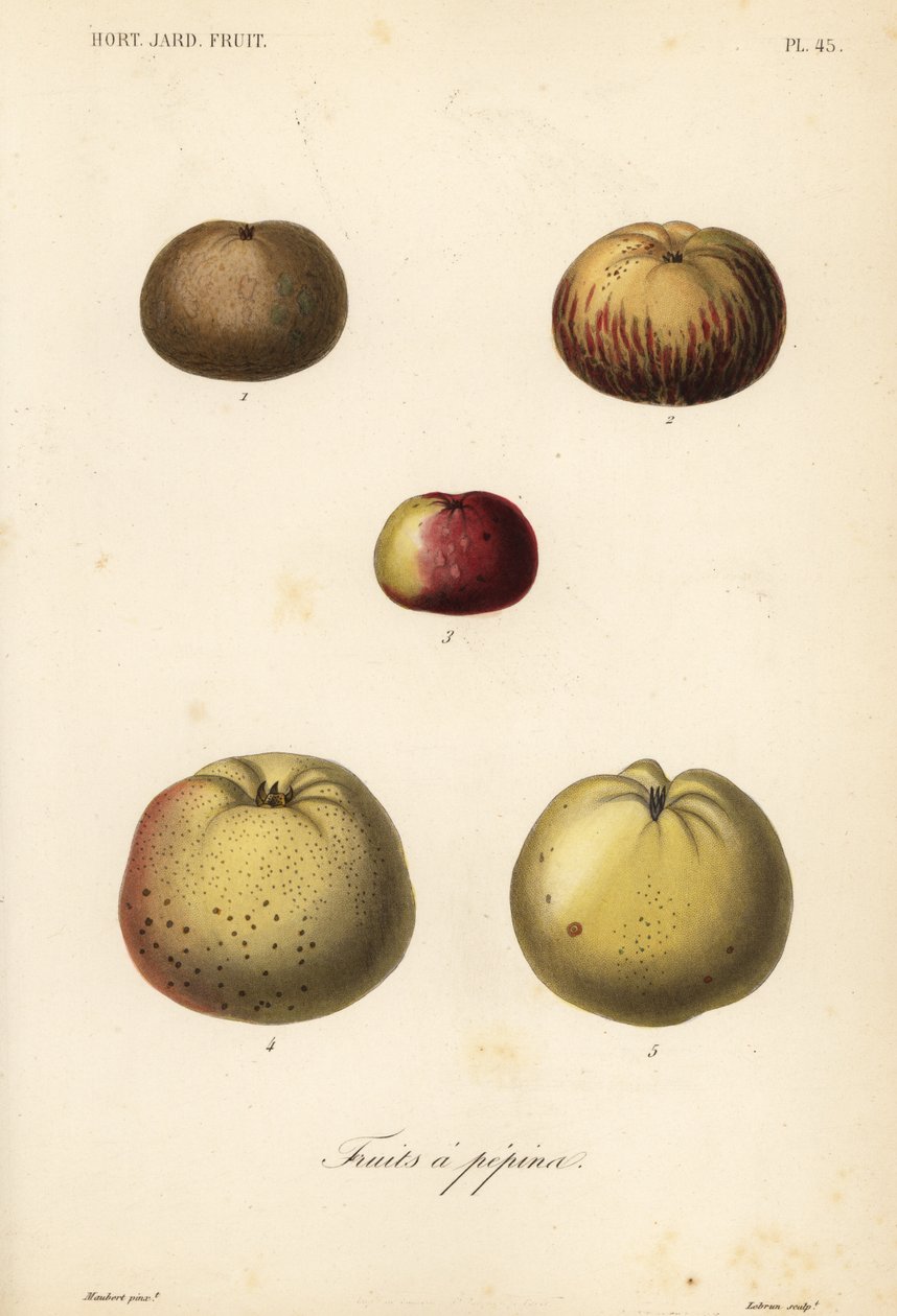 Variedades de maçãs, Malus pumila de Unbekannt