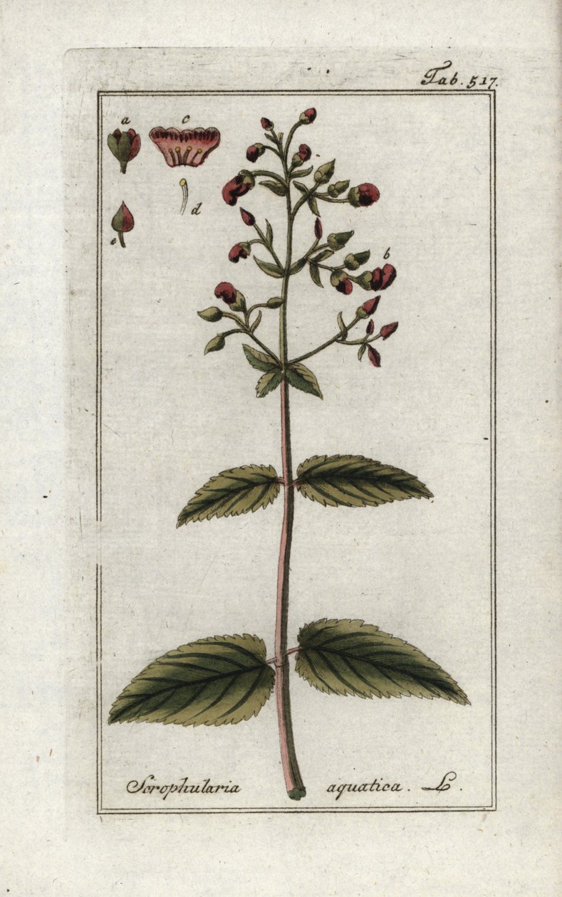 Escrófulo aquático (Scrophularia aquatica). Litografia de "Afbeelding der Artseny-Gewassen" de Johannes Zorn (1739-1799), Países Baixos de Unbekannter Künstler