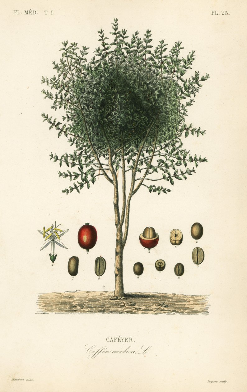 Árvore de café arábica, Coffea arabica, Cafeyer de Unbekannter Künstler
