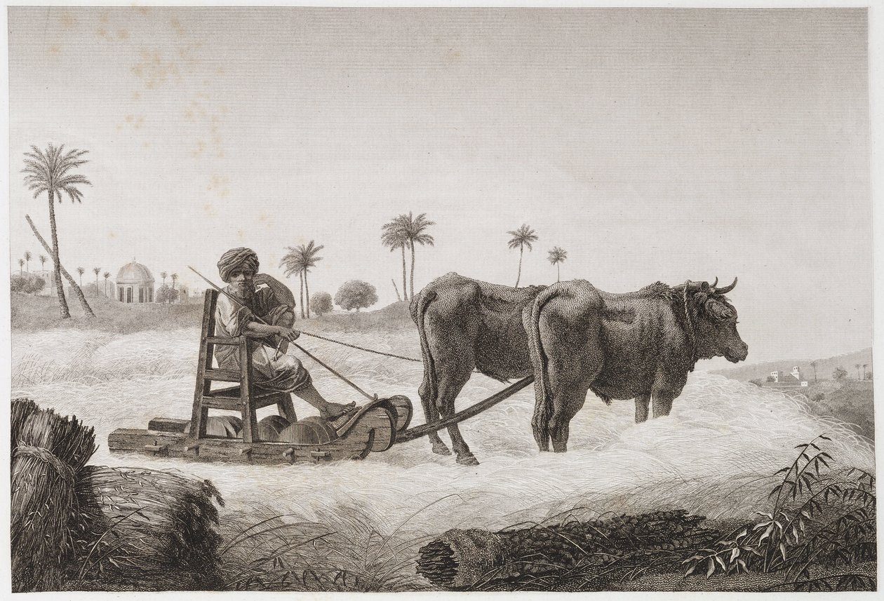 Arable Farming, Harvesting Threshing machine, Egypt, c 1798 de Unbekannt