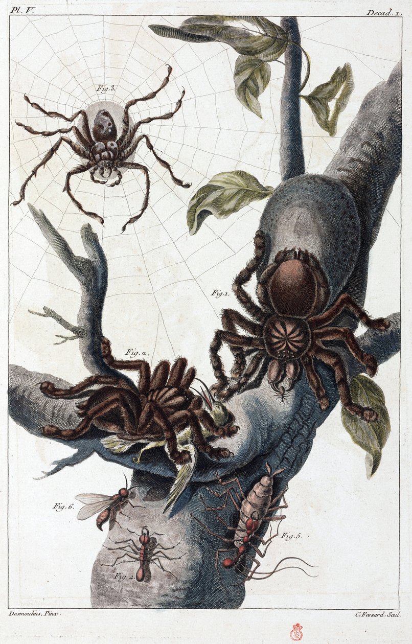 Aranha comedora de pássaros e tarântula do Suriname de Unbekannt