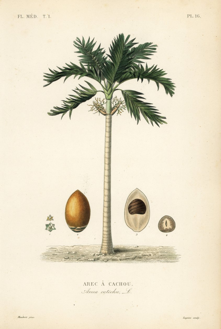Areca palmeira, Areca catechu, Arec a cachou de Unbekannt