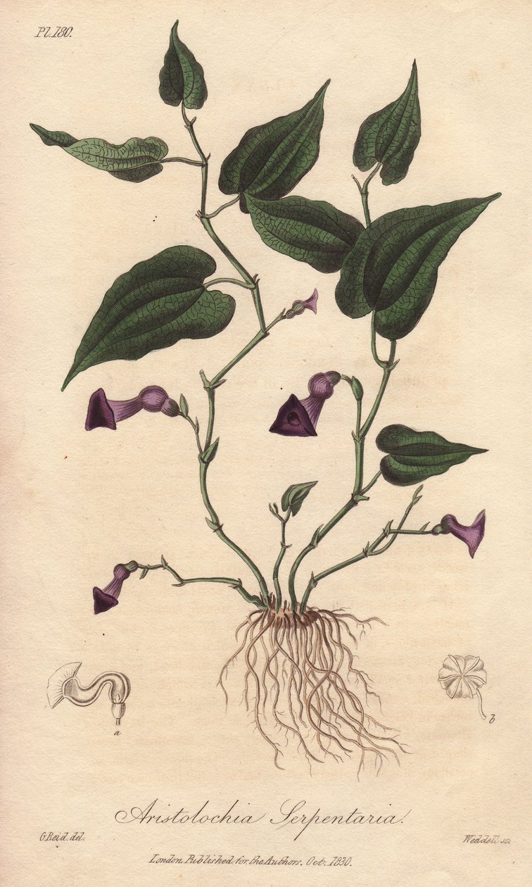 Aristoloche (Aristolochia serpentaria) - Água forte de William Clarke para ilustrar "Medical Botanical, Description of the Medicinal Plants of London, Edinburgh and Dublin" de John Stephenson e James Morss Churchill, publicado em Londres por John Churc de Unbekannter Künstler