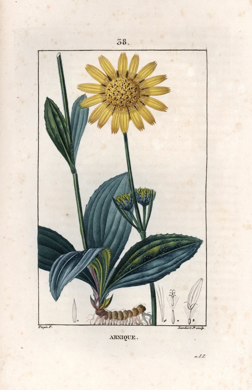 Arnique (arnica) - Gravura de Lambert fils, a partir de um desenho de Pierre Jean Francois Turpin (1775-1840), de La flore medicale, de Chaumeton, Poiret et Chamberet, Paris 1830 - Arnica da montanha, Arnica montana - Gravura de Lambert Junior a partir de  de Unbekannter Künstler