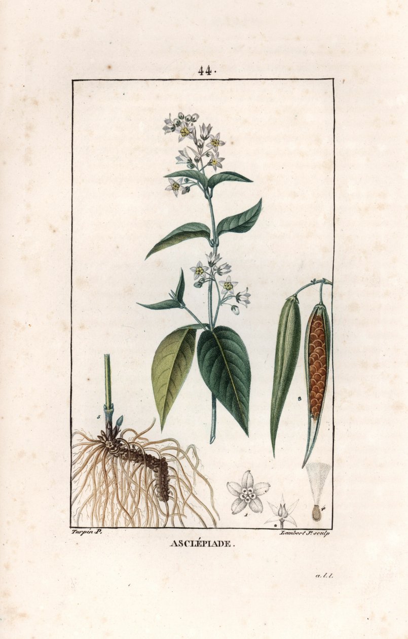 Asclepiade ou herbe à la wadding ou herbe aux parruches - Gravura de Lambert fils, a partir de um desenho de Pierre Jean François Turpin (1775-1840), extraído de La flore medicale, de Chaumeton, Poiret et Chamberet, Paris 1830 - Erva-das-andorinhas, Vincet de Unbekannter Künstler
