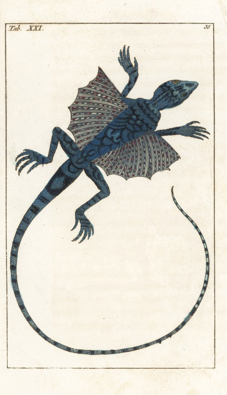 Lagarto voador asiático - Água Forte por Gottlieb Tobias Wilhelm (1758-1811), de Encyclopedie of Natural History: Anfíbios de Unbekannter Künstler