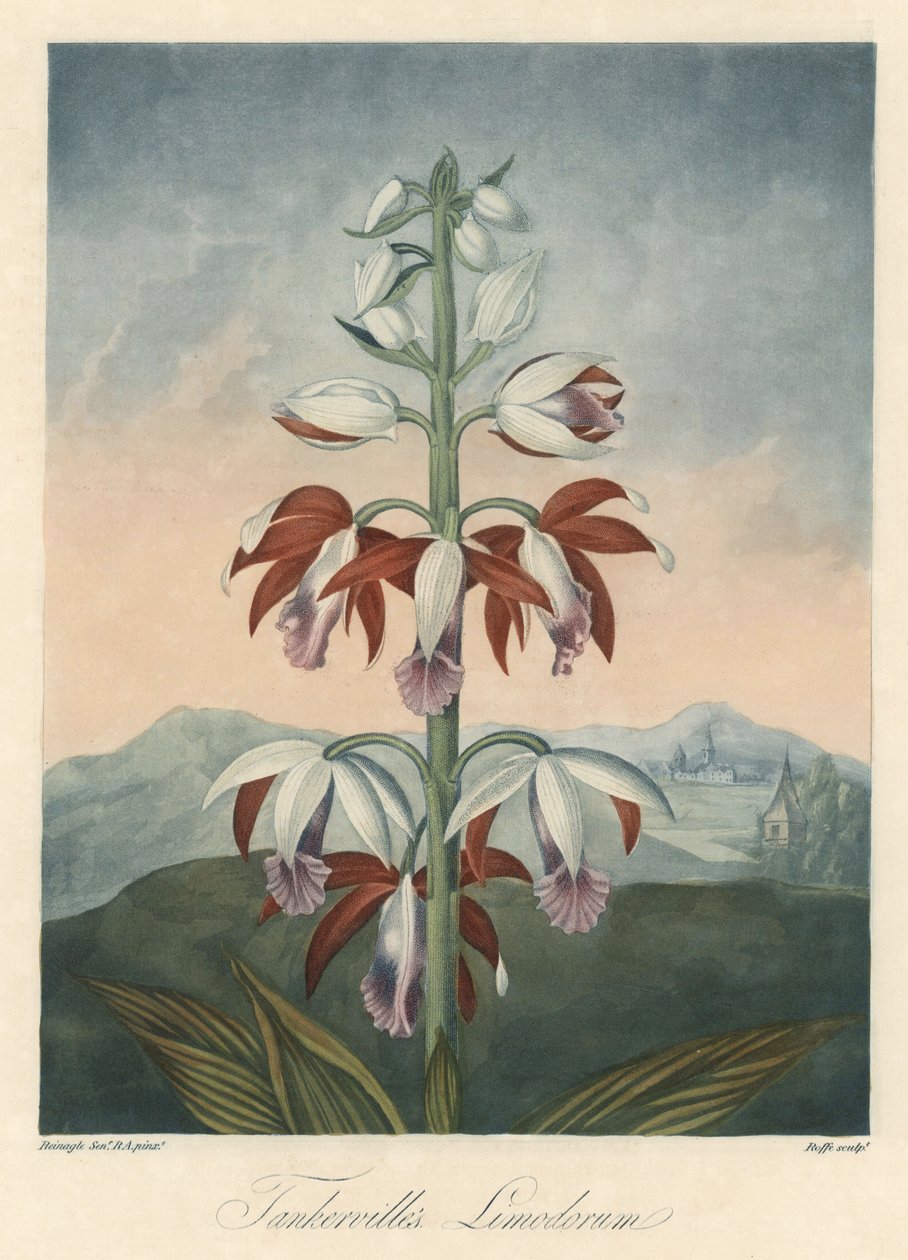 Orquídea asiática Variedade Eau forte, extraído de The Temple of Flora, por Dr. Robert Thornton (1768-1837) de Unbekannter Künstler