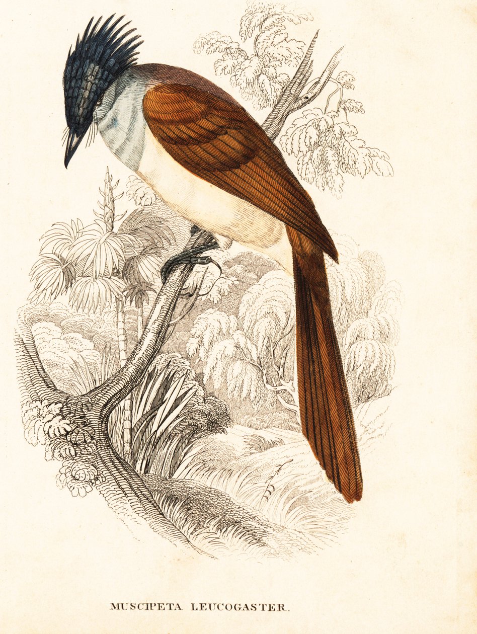 Papa-moscas do paraíso asiático (Himalaia), Terpsiphone paradisi leucogaster (Muscipeta leucogaster). Gravura em metal aço colorida à mão da Galeria de História Natural de Georg Friedrich Treitschke, Naturhistorischer Bildersaal des Thierreiches, Liepzig de Unbekannter Künstler