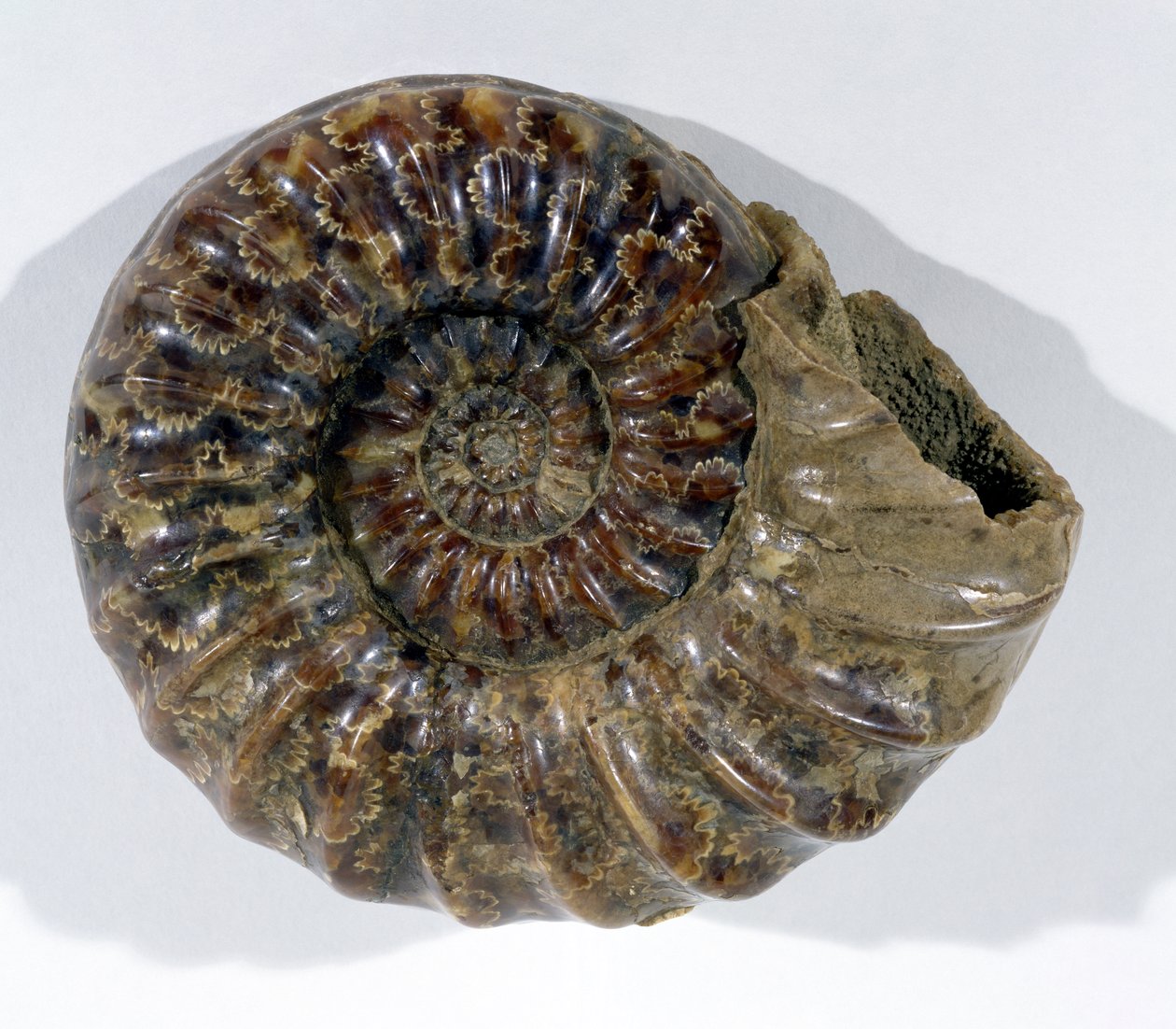 Asteroceras obtusum (Ammonite) encontrada em Lyme Regis, Dorset, Período Jurássico Inferior (foto) de Unbekannt