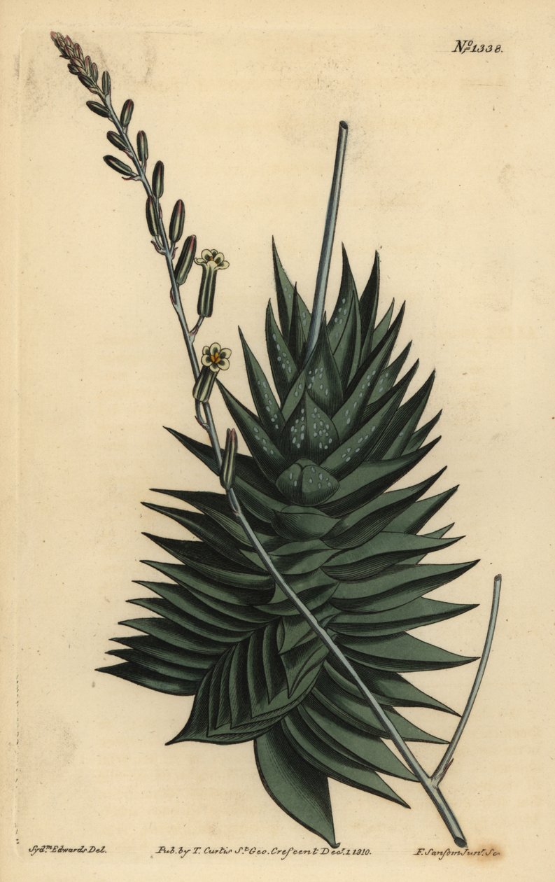 Astroloba spiralis (Pentagonal aloe, Aloe pentagona) de Unbekannt