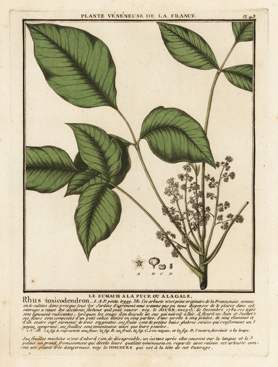 Carvalho venenoso do Atlântico, Toxicodendron pubescens. de Unbekannter Künstler