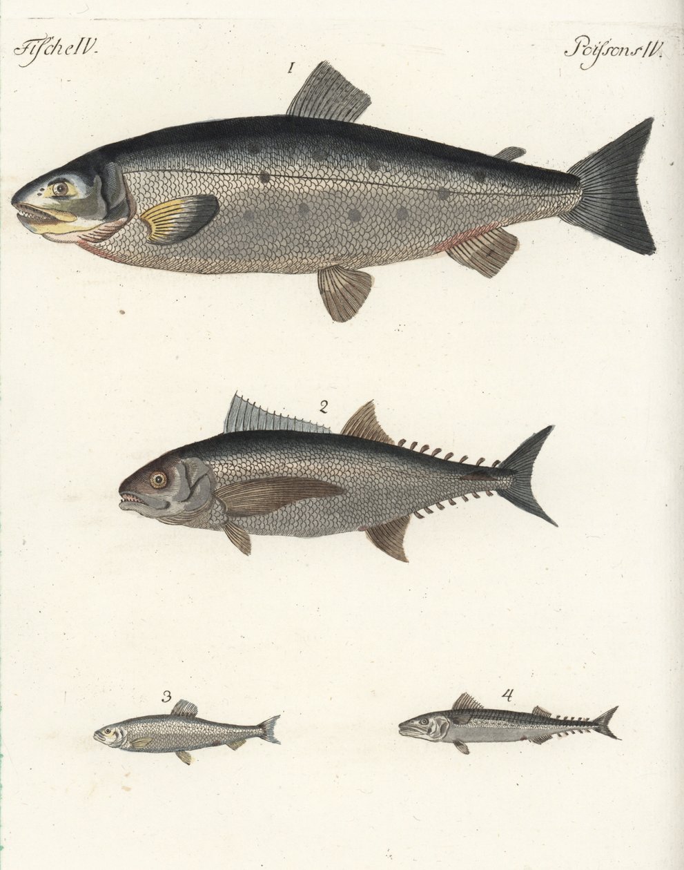 Salmão-do-Atlântico, Salmo salar 1, atum, Thunnus species 2, arenque-do-Atlântico, Clupea harengus 3, e cavala-do-Atlântico, Scomber scombrus 4. Gravura em chapa de cobre colorida à mão do Bilderbuch fur Kinder (Livro de imagens para crianças) de Friedrich de Unbekannter Künstler