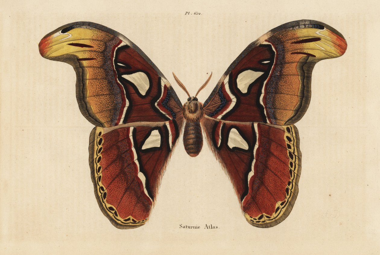 Traça do Atlas, Atlas Attacus atlas de Unbekannt