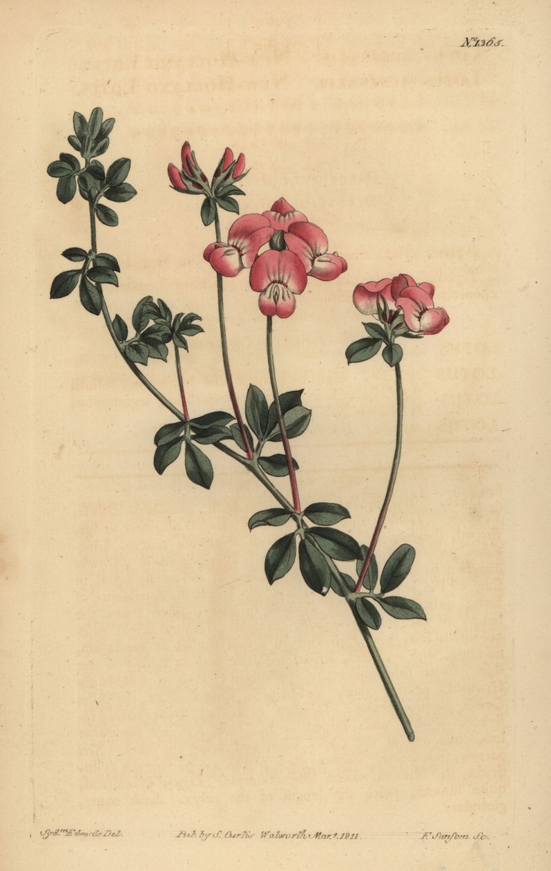 Lótus austral trefoil ou New-Holland lotus, Lotus australis de Unbekannt