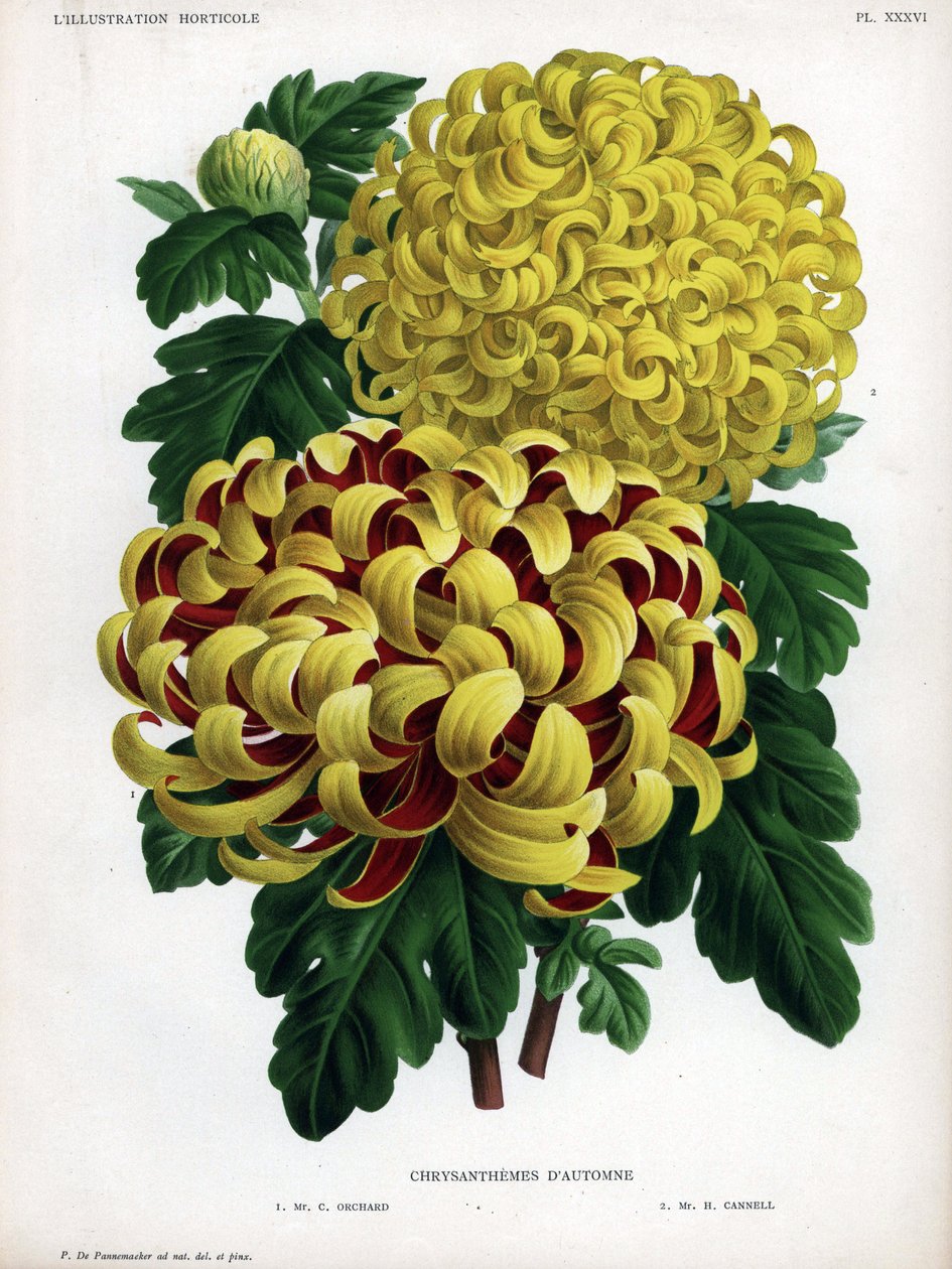 Híbridos de crisântemos de outono: M. C. Orchard tem uma grande flor amarela e carmesim e M. H. Cannell tem uma grande flor amarela. de Unbekannter Künstler
