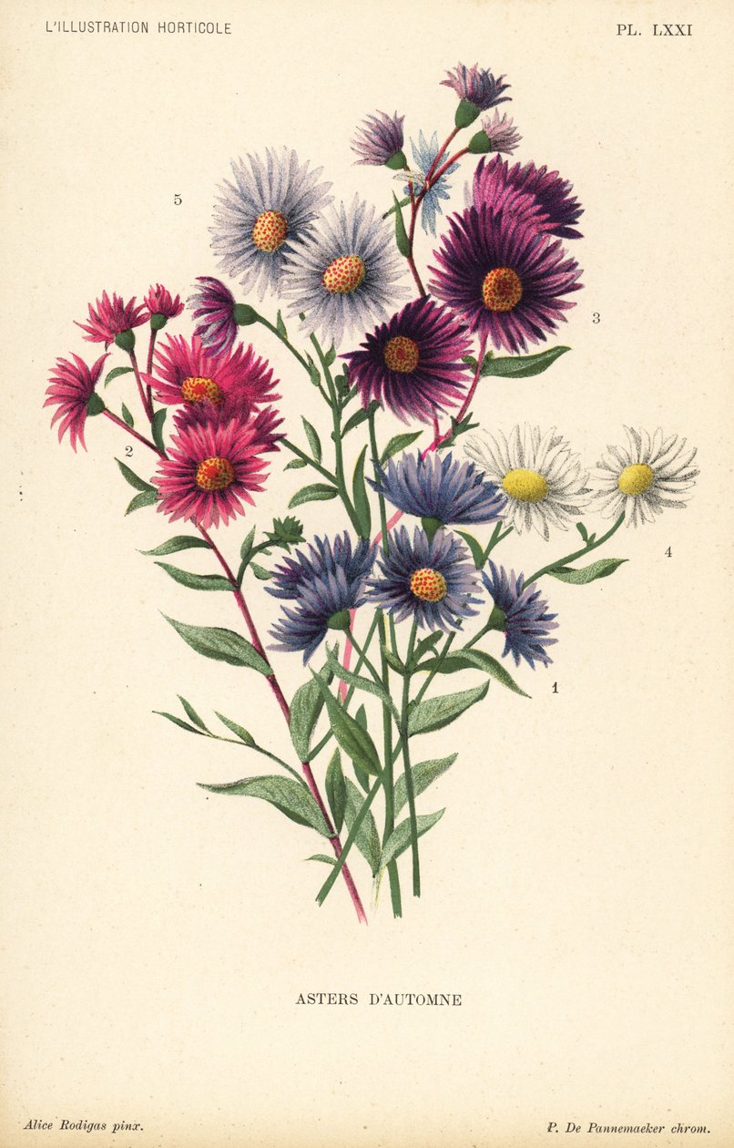 Ásteres outonais: Aster novae angliae var. Constance, Aster novae angliae var. Ruber, Aster novae angliae var. Bowman, Aster amygdalinus e Aster novi belgii Robert Parker. Cromolitografia de Pieter de Pannemaeker a partir de uma ilustração de Alice Rodigas de Unbekannter Künstler