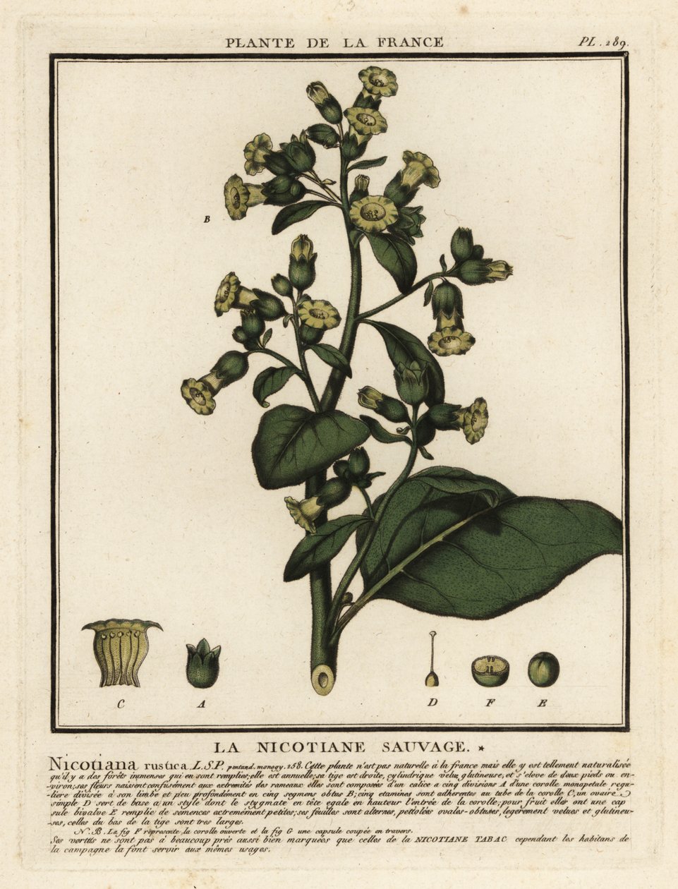 Tabaco asteca, Nicotiana rustica. de Unbekannter Künstler