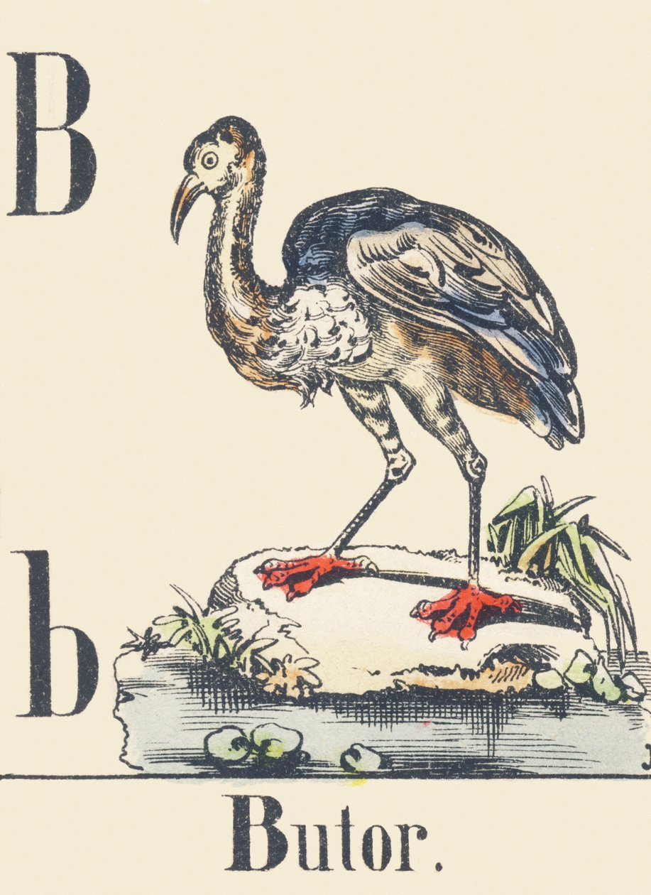 B: Abetouro, c1880-1900 (ilustração) de Unbekannter Künstler