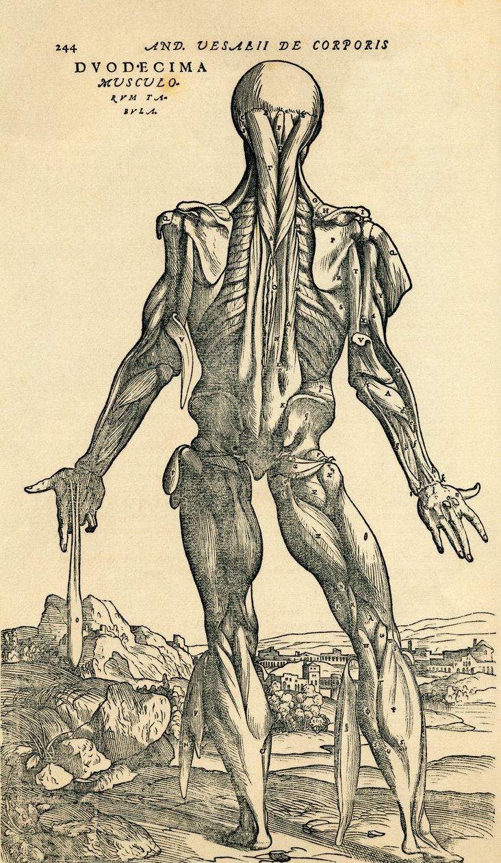 Verso do corpo humano masculino, um estudo anatômico publicado originalmente em De Humani Corporis Fabrica Libri Septem (Sobre o tecido do corpo humano em sete livros) por Andreas Vesalius, publicado em Basiléia de Unknown