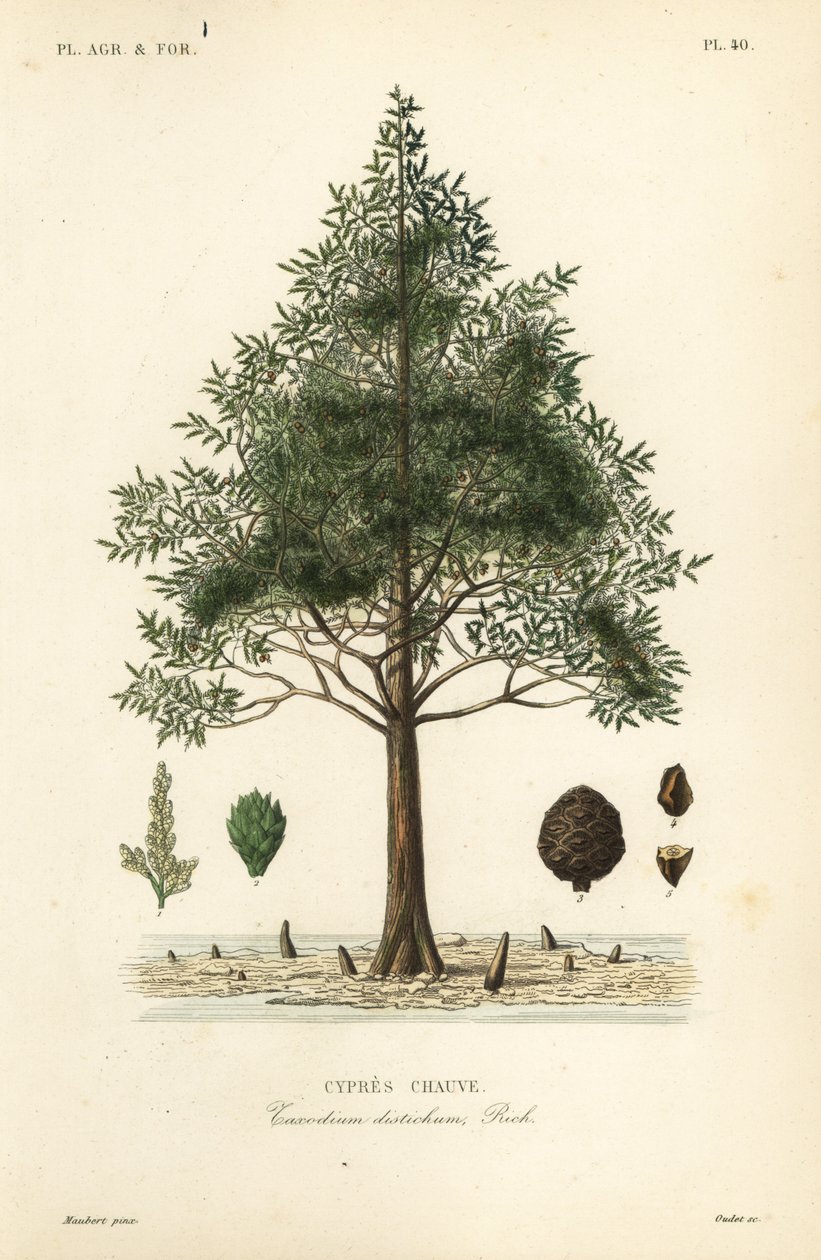 Cipreste careca ou cipreste pantanoso, Taxodium distichum, Cypres chauve de Unbekannt